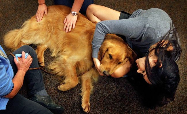 29 Pictures That Reveal The Awesome Comforting Power Of Therapy Dogs