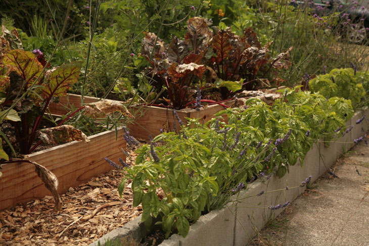 cool-plants-lawn-basil-blocks