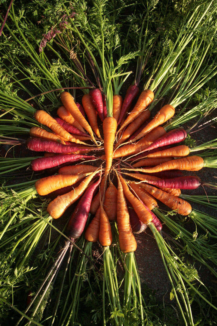 cool-plants-lawn-carrots-green