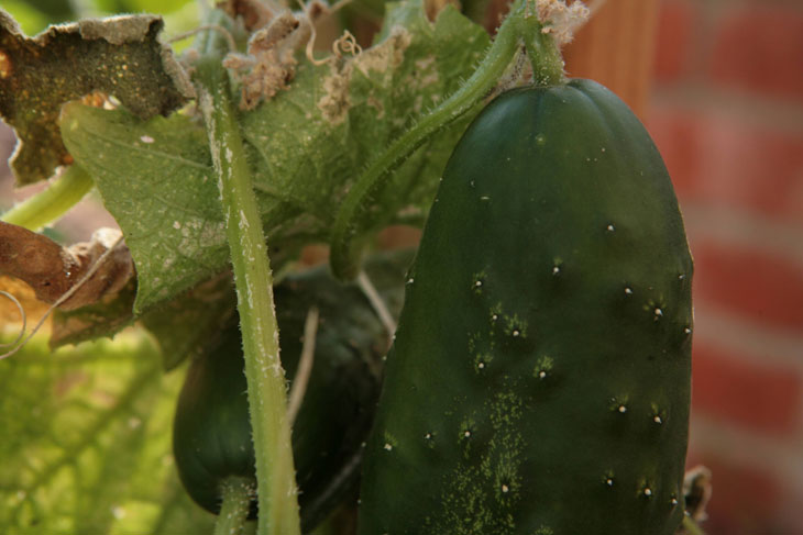 cool-plants-lawn-cucumber