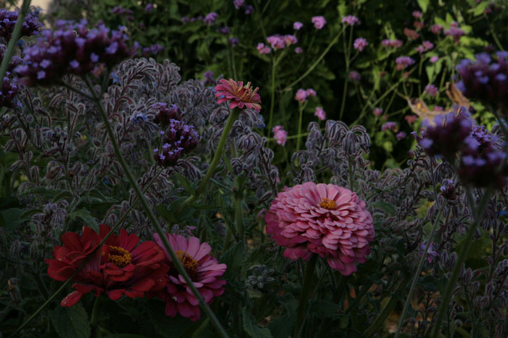 cool-plants-lawn-flowers-pink