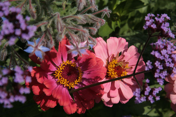 cool-plants-lawn-colored-flowers