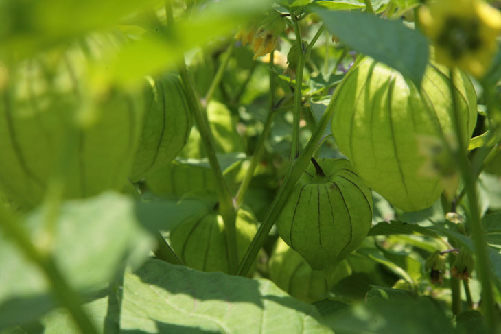 cool-plants-lawn-tomatillos-hanging