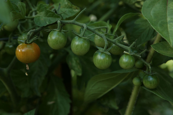 cool-plants-lawn-green-tomato