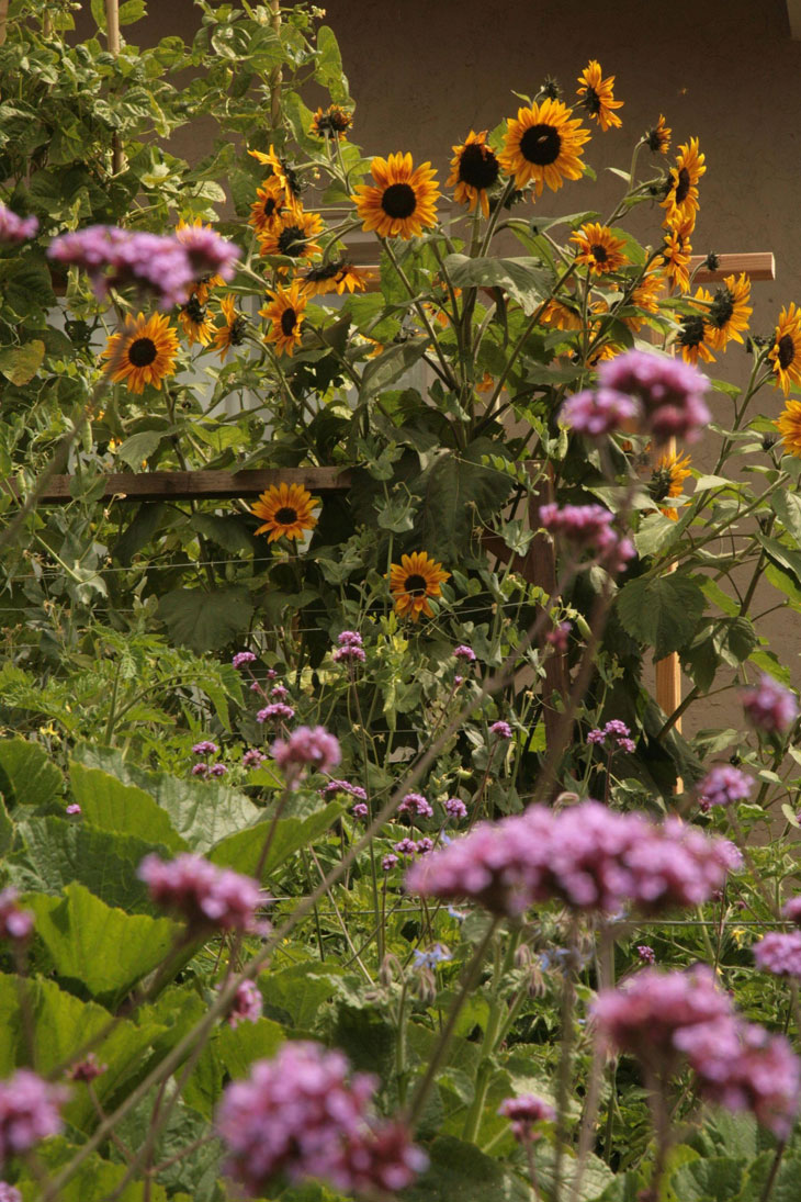 cool-plants-lawn-sunflowers