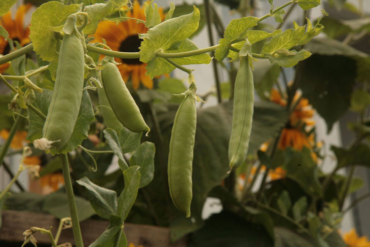 cool-plants-lawn-peas-branch