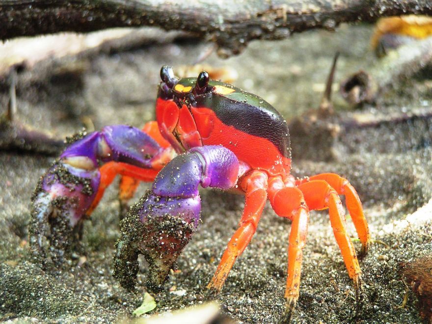 Hallowen Crab