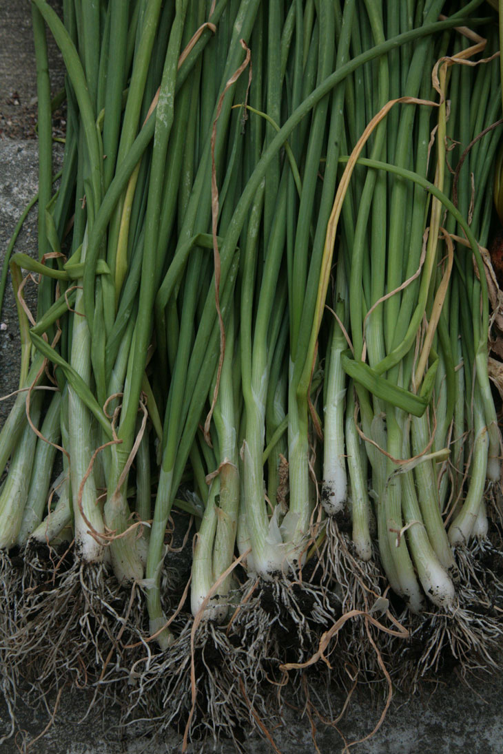 cool-plants-lawn-green-onion