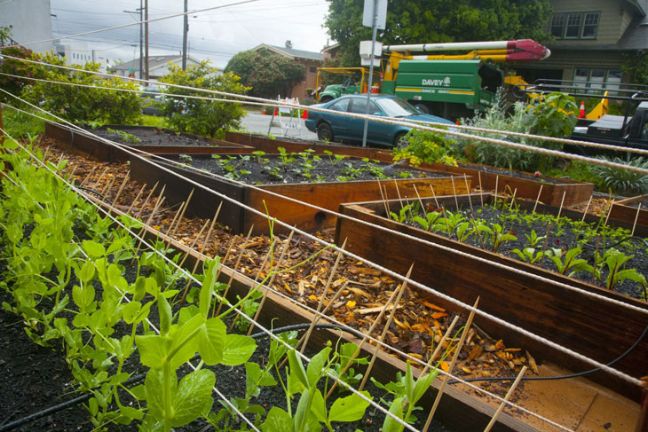 cool-plants-boxes-lawn-growing