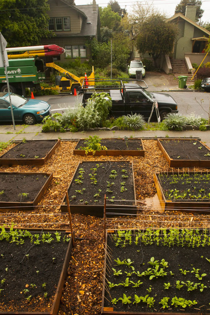 cool-plants-lawn-growing-street