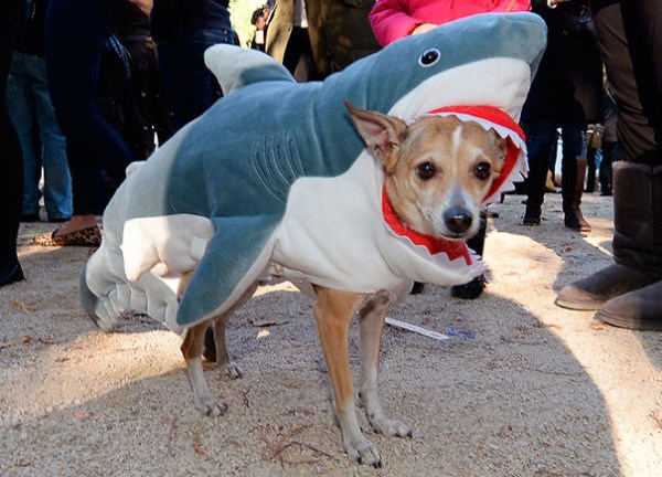 A dog in a shark costume at the Tompkins Square Dog Run Halloween Parade, N