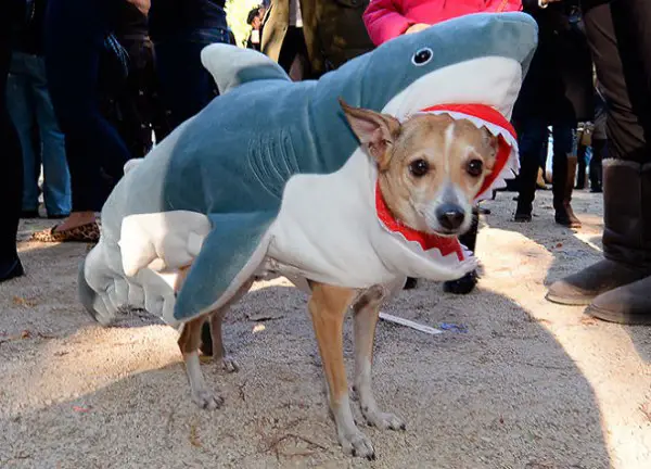 A dog in a shark costume at the Tompkins Square Dog Run Halloween Parade, N