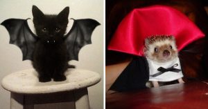 19 Animals Who Take Halloween Very Seriously