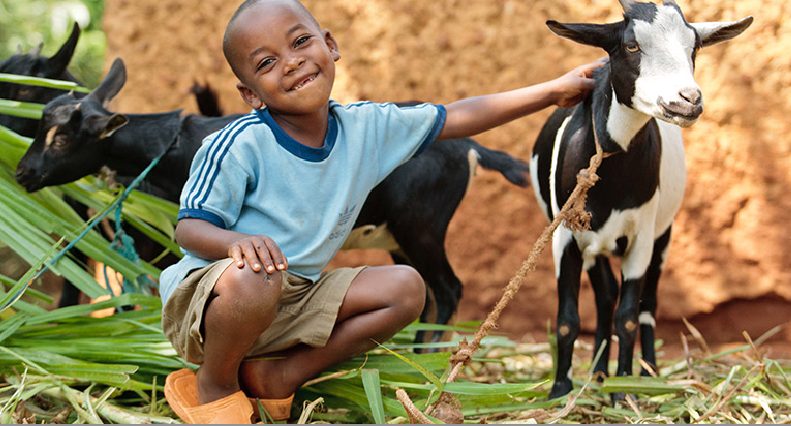 boy with calf