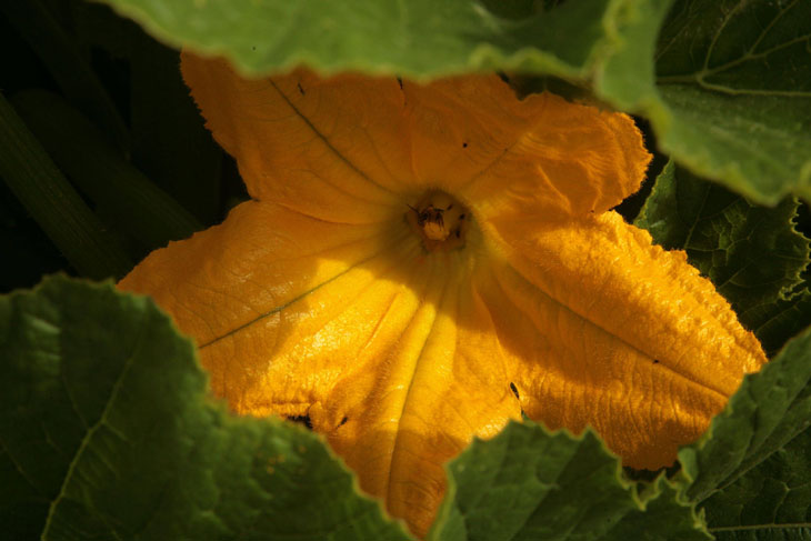 cool-plants-lawn-squash-flowers