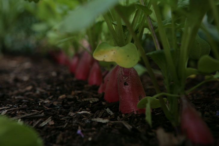 cool-plants-lawn-radishes