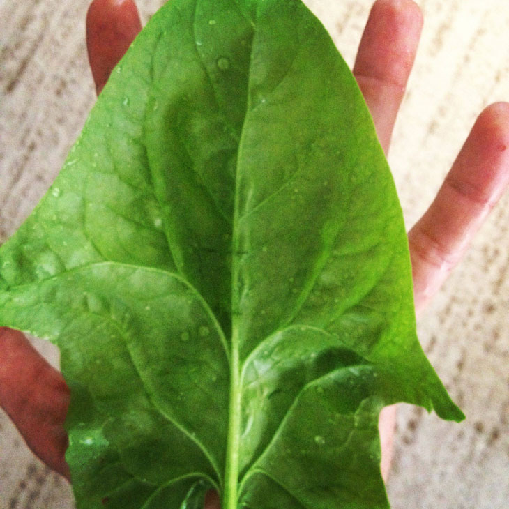 cool-plants-lawn-spinach-leaf