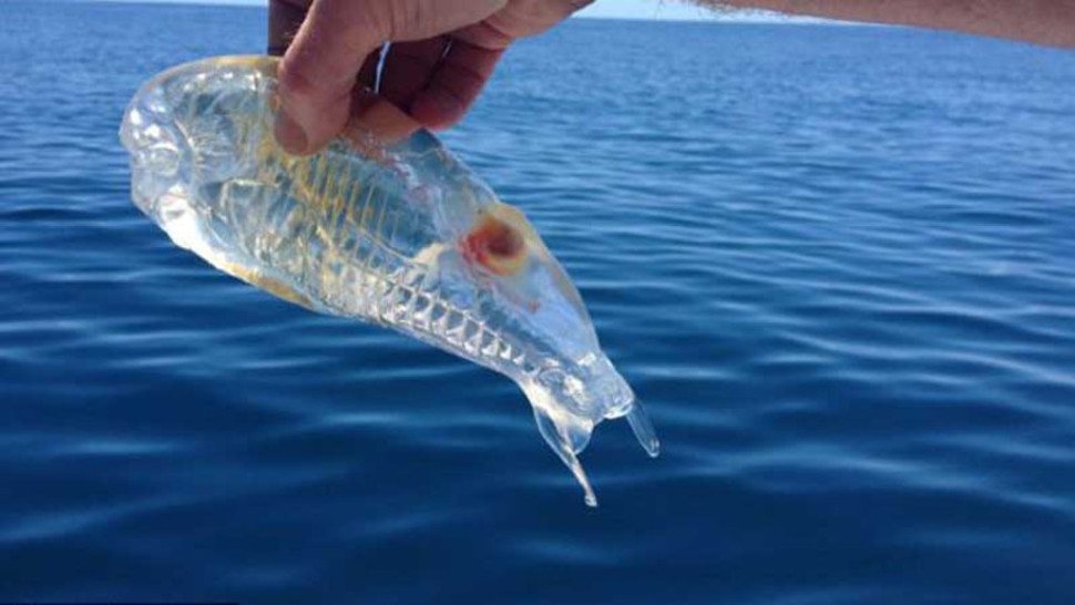 20+ Transparent Fish And Other Animals You Can See Through - Pulptastic
