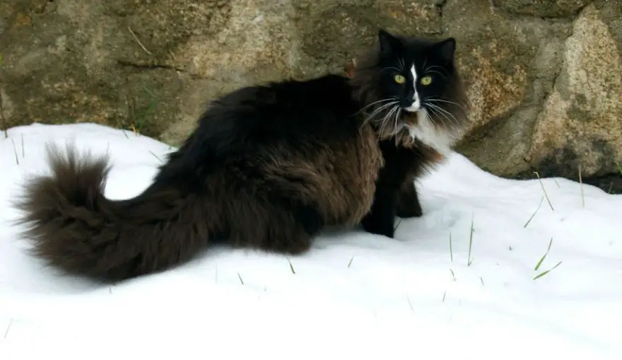 Timor: Norwegian Forest Cat.