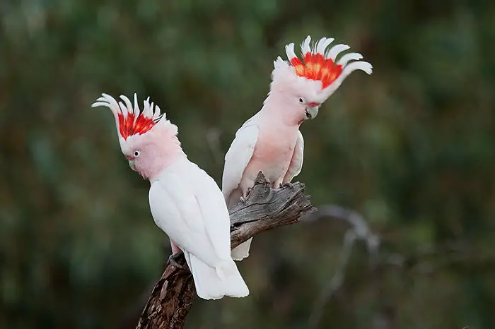 Major Mitchell's Cockatoo