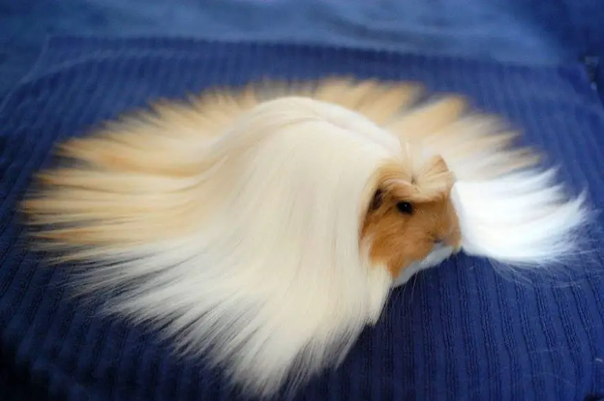 Long-Haired Guinea Pig