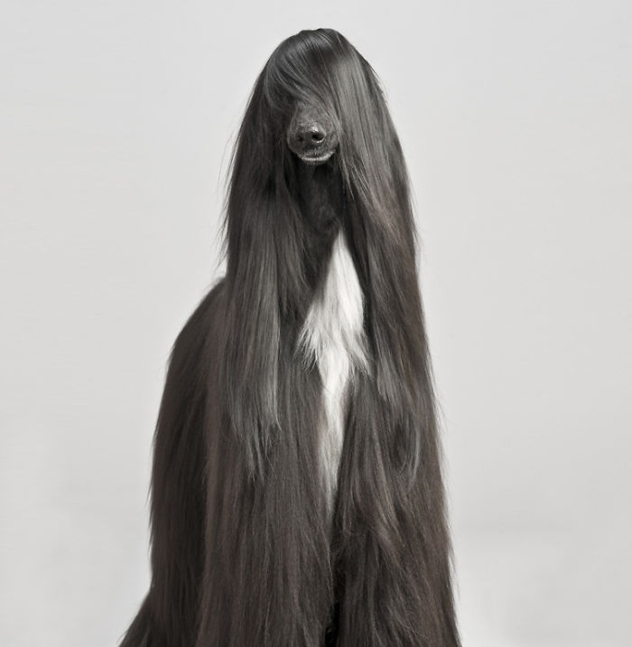 Afghan Hound