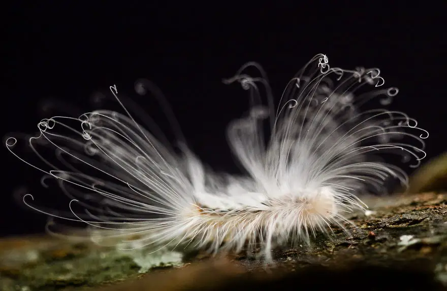 Hairy Caterpillar