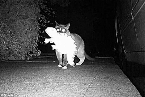 cat-thefts-21
