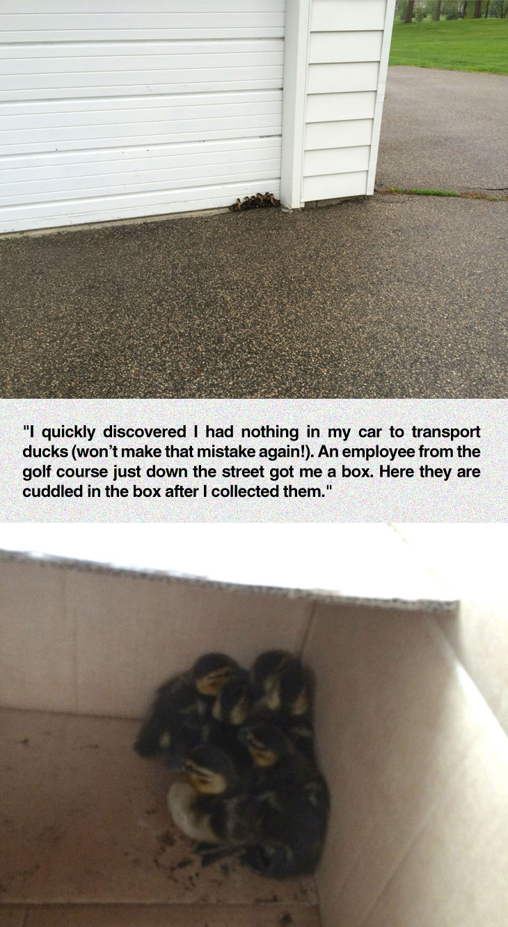 cute-baby-ducks-box-scared