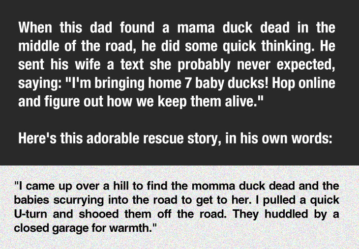 cute-homeless-ducks-baby-rescue