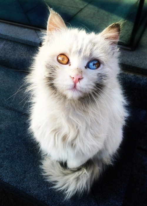 22 Mutant Animals That Have Two Different Colored Eyes