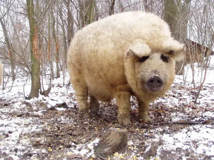 Mangalica