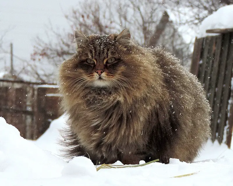 Siberian Cats