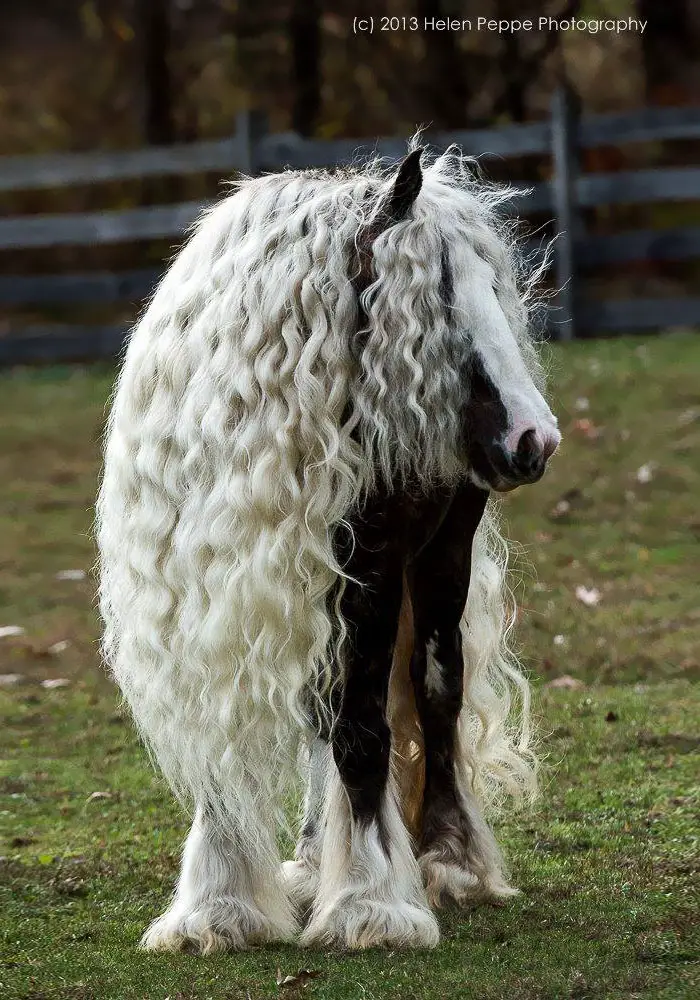 Gypsy Vanner Horse