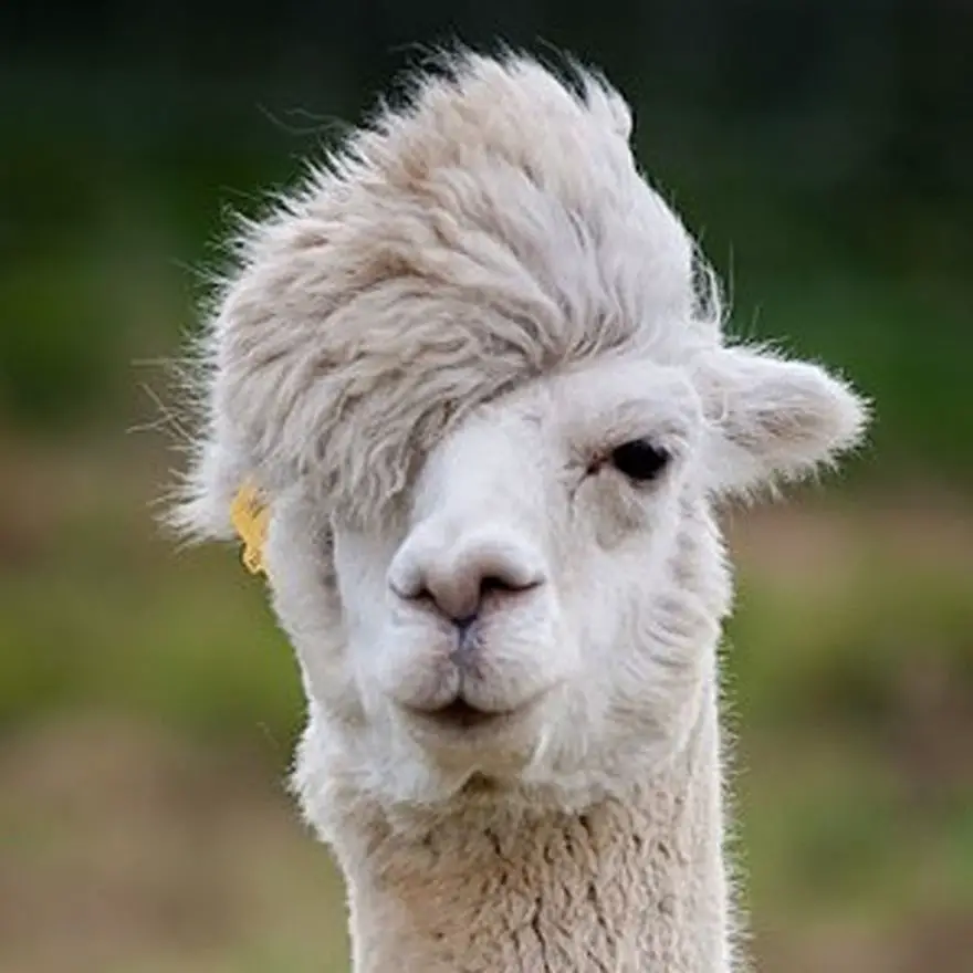 Hipster Alpaca