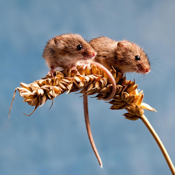 Couple O'Mice