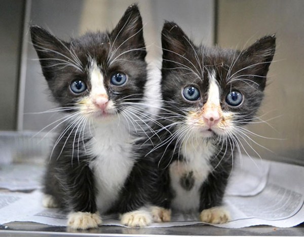cute-animals-twins-8