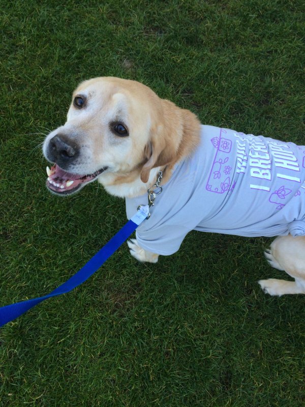 Here's Buddy at a charity walk for Cystic Fibrosis at the end of May 2014. At this point it's getting slightly bigger, but we're not too worried about it, we've seen this kind of thing before in our other dogs, our vet wasn't too worried about it either at this point.