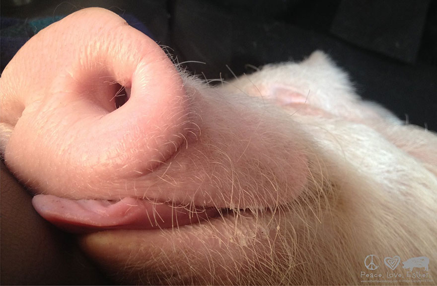 esther-wonder-pig-sanctuary-steve-derek-1