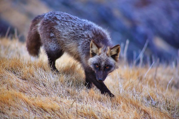 fox-species-photography-4-1