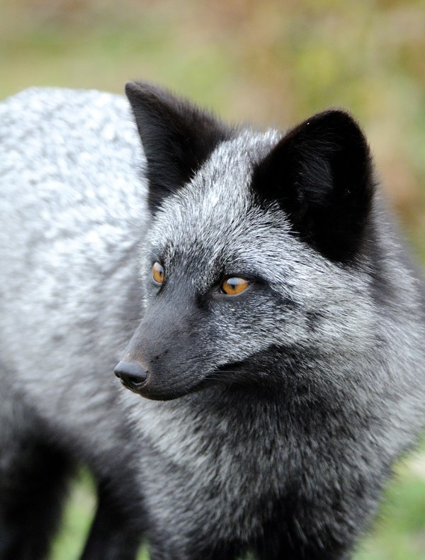 7 Of The Most Breathtakingly Beautiful Fox Species In The World