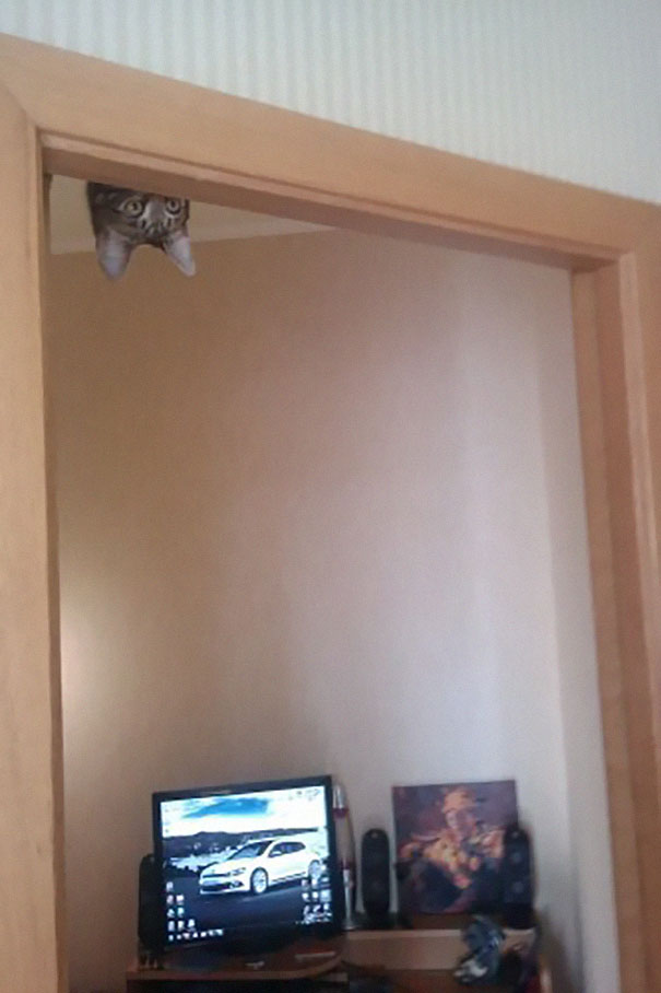 cat ninja game no flash