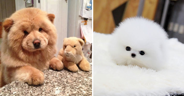 small dog that looks like a teddy bear