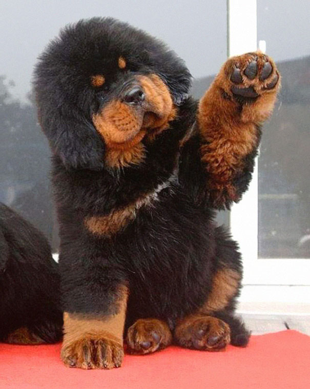 33 Adorably Chubby Puppies That Look Just Like Teddy Bears