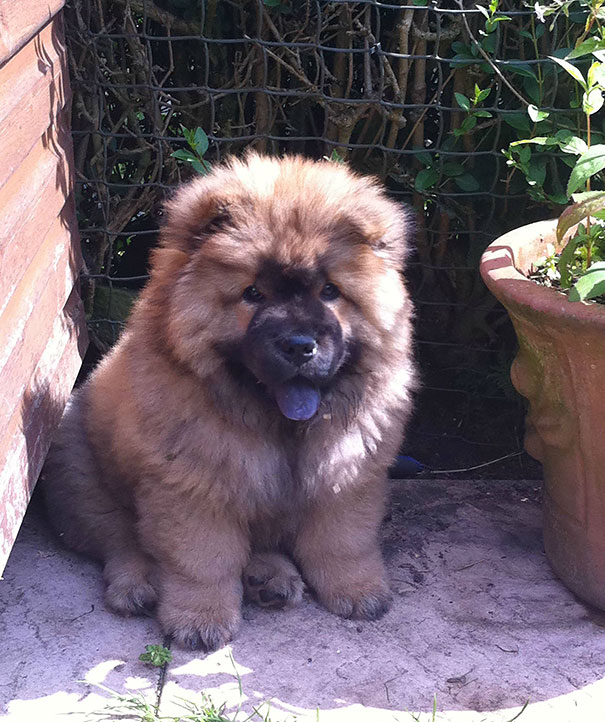 33 Adorably Chubby Puppies That Look Just Like Teddy Bears