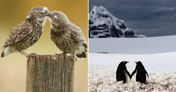 20 Adorable Couples That Prove Love Exists In The Animal Kingdom Too -  Pulptastic
