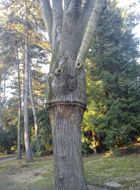 tree-nightmare