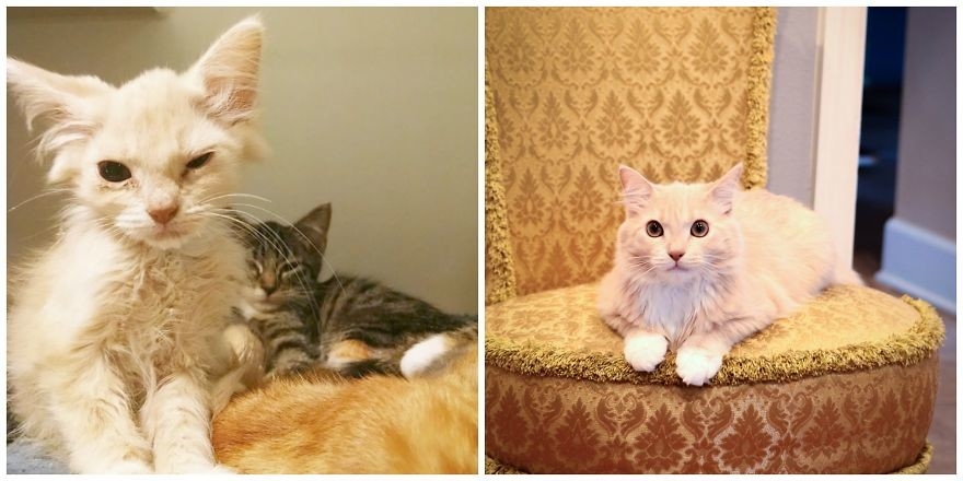 42 Of The Greatest Before-And-After Photos Of Cats To Have Ever Graced ...