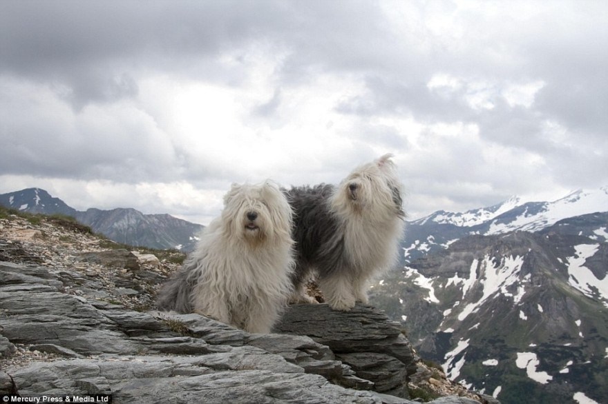 Sophie and Sarah stand proud while enjoying a walk in the mountains. Mr Bol says the dogs like to pose because they know they will get cookies as a reward 