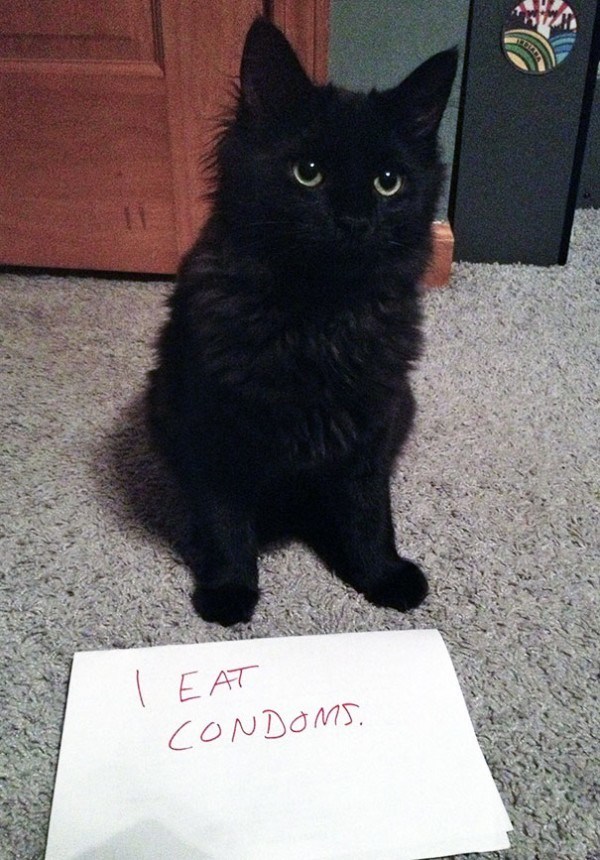 20 Cats Caught Red-Handed And Publicly Shamed